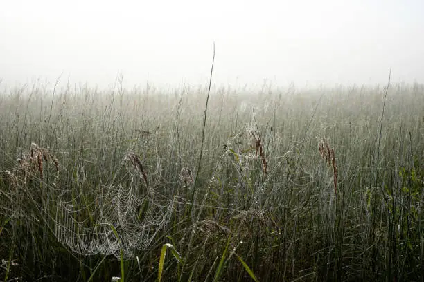 Morning Dew and cobwebs, Finland