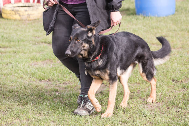 istock German shephed dog living in belgium 1018433140