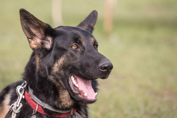 istock German shephed dog living in belgium 1018433292