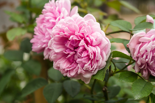 Horizontal photo of blooming pink Cabbage Roses, also known as Centifolia Muscosa.
