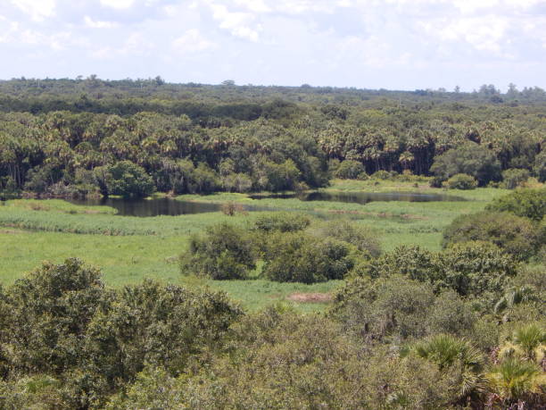 istock Grassy Area and Wetland Amidst Forest in Florida 1018436426