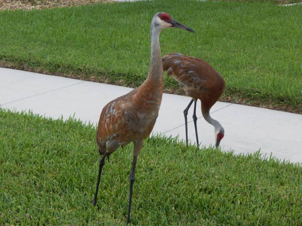 istock Sandhill Cranes Neighborhood Grazing 1018436610
