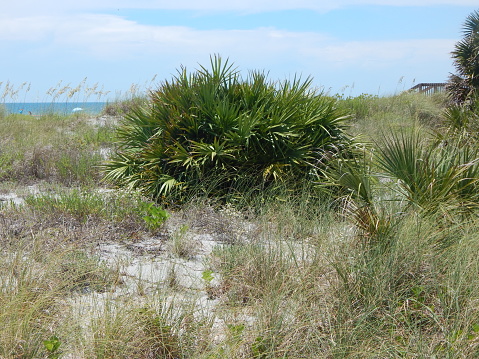 A palmetto plant at the beach in Venice, Florida, USA.