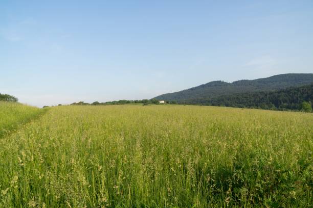 Green grass on meadow. Green grass on meadow. Slovakia klastorisko stock pictures, royalty-free photos & images