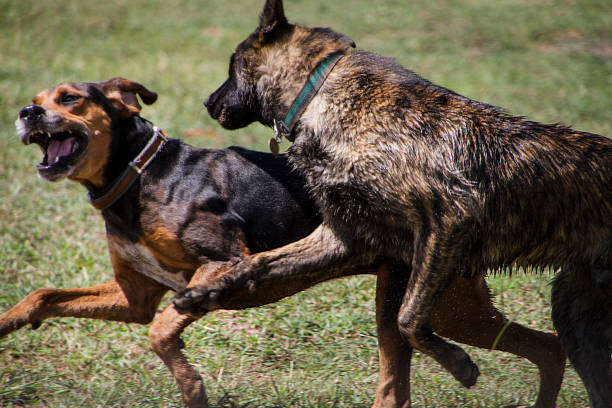istock Two dogs playing rough, closeup 1018439160