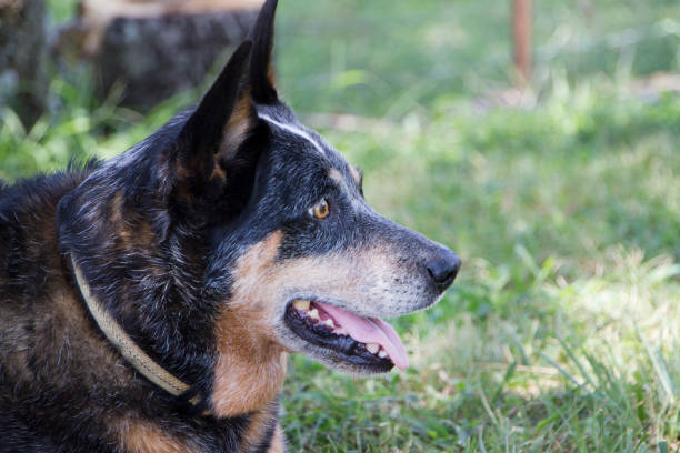 istock Australian Cattle Dog, blue heeler, side view of head 1018439692