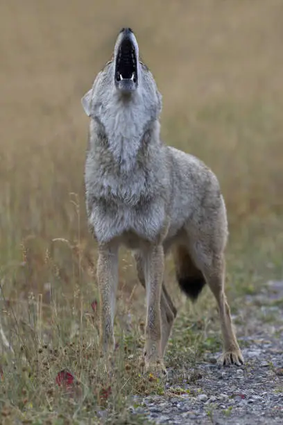 Full throated howl thrown skyward by wild coyote wiht jaws wide open and lifted upward in long call