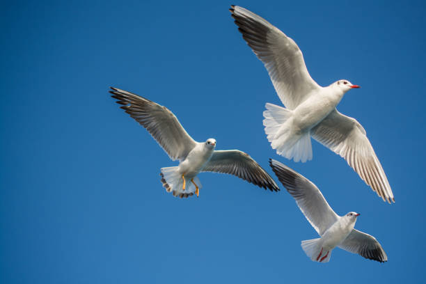 istock Pair of seagulls flying in blue a sky 1018443174