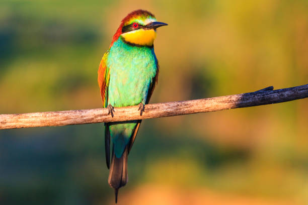 istock paradise bird sitting on a branch illuminated summer sun 1018445554