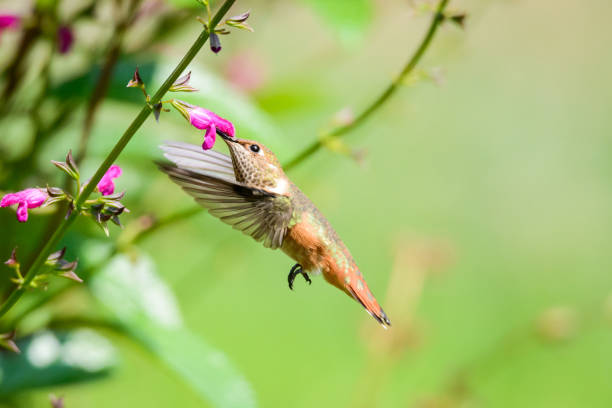 istock Rufous Hummingbird Female 1018445634