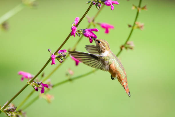 istock Rufous Hummingbird Female 1018445640