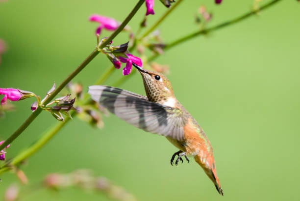 istock Rufous Hummingbird Female 1018445664