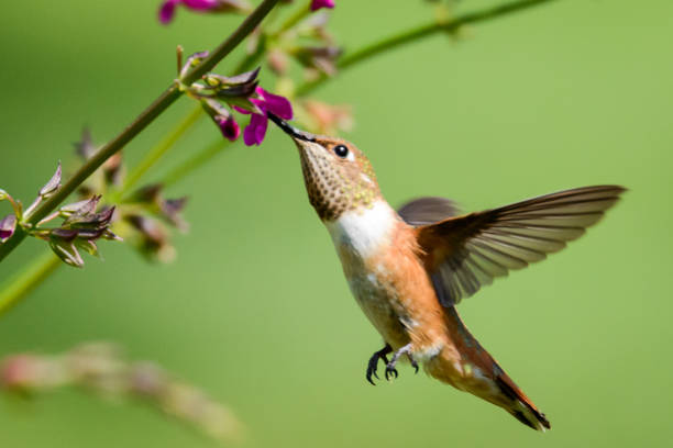 istock Rufous Hummingbird Female 1018445668