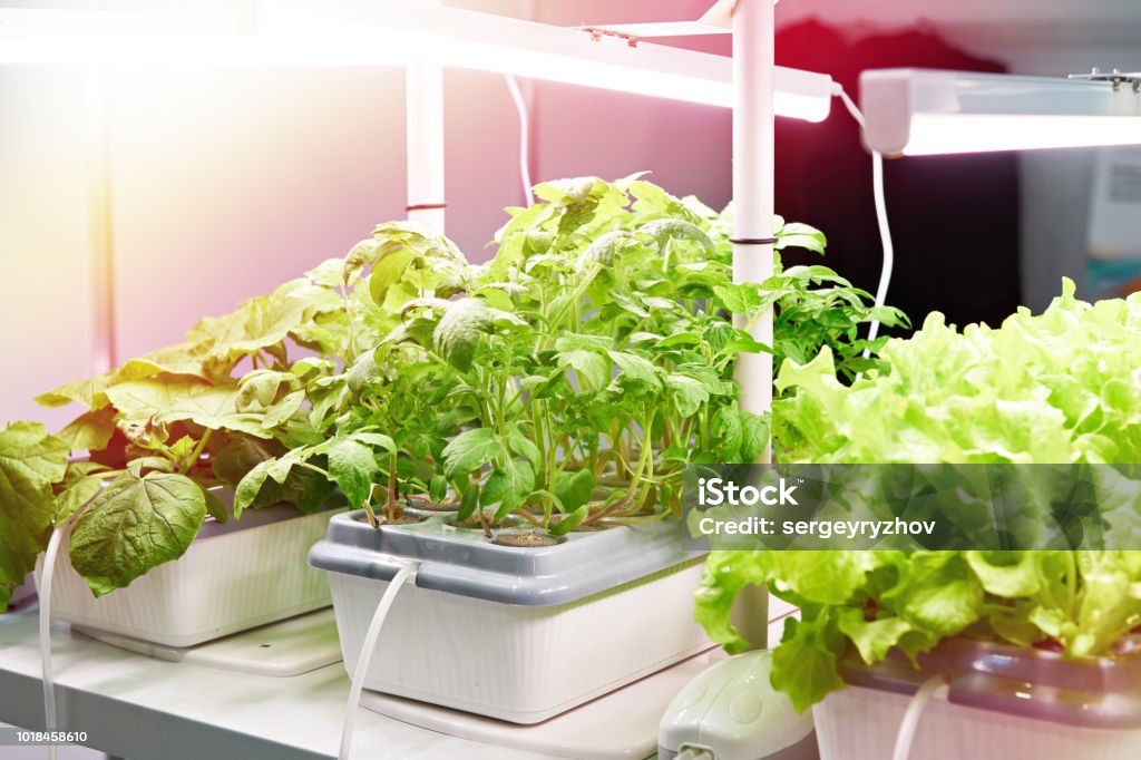 Cultivation of plants by modern methods Cultivation of food plants by modern methods Hydroponics Stock Photo