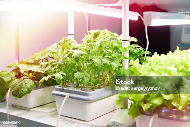 Cultivation Of Plants By Modern Methods Stock Photo - Download Image Now - Hydroponics, Order, Lettuce