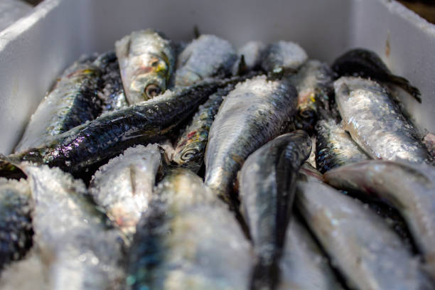 istock Fresh raw sardines with salt, ready to cook 1018458750