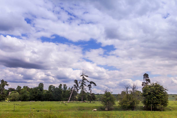 istock Summer Landscape with Sheeps Grazing in Warwickshire, England 1018459210
