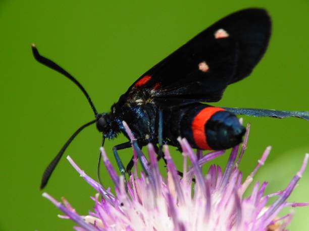 Zygaena ephialtes Burnet moth zygaena ephialtes stock pictures, royalty-free photos & images