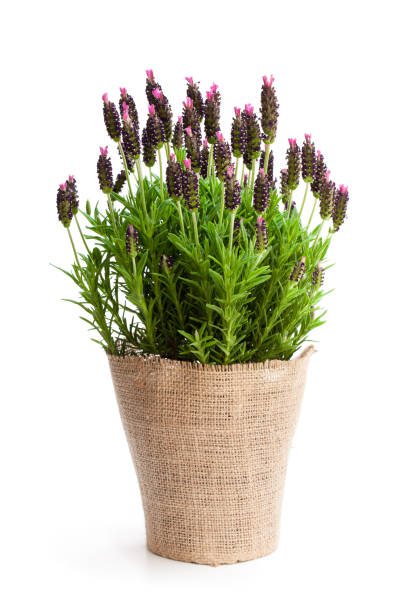 istock Lavender  bush in flower pot isolated on white 1018463982