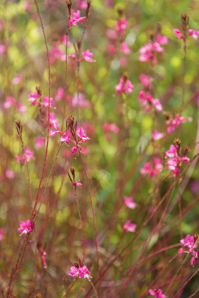 Cтоковое фото Красотливые цветы