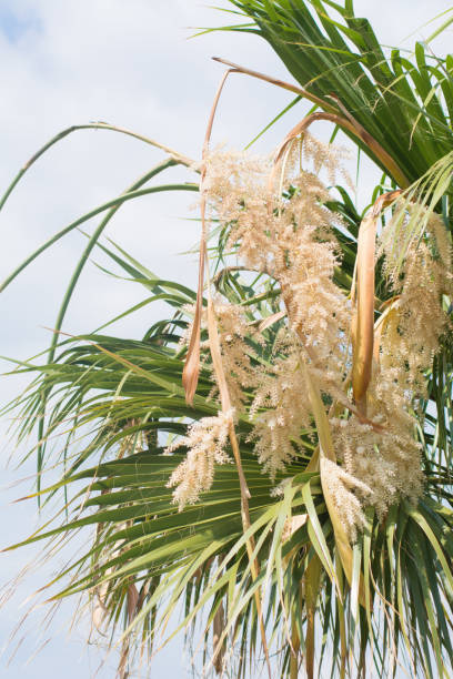 Cтоковое фото Цветущая пальма