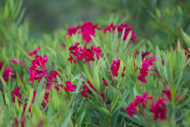 Fiori di bellezza - foto stock