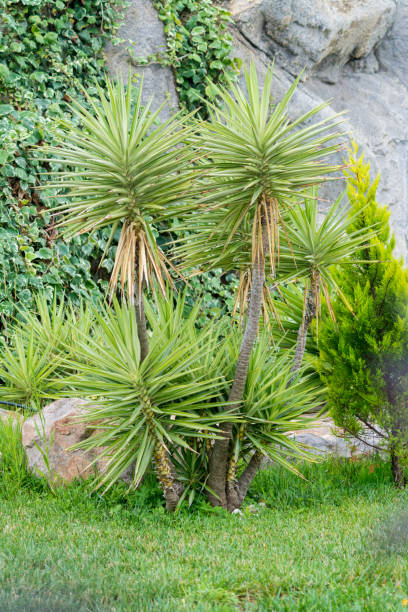 Yucca - foto stock