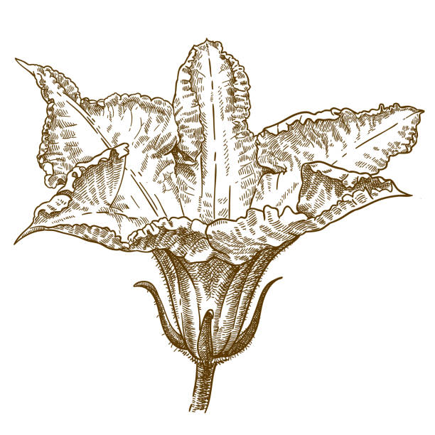 illustrazioni stock, clip art, cartoni animati e icone di tendenza di illustrazione incisione di fiori di zucca - squash blossom