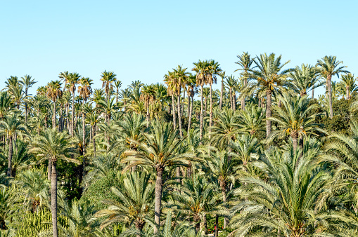 A palm tree forest in Elche