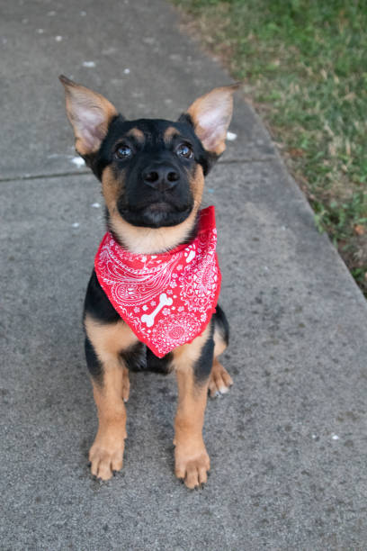 istock German Shepherd Puppy Dog Duke 1018469200