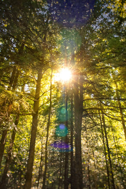sun flares through trees in the Daniel Boone National Forest