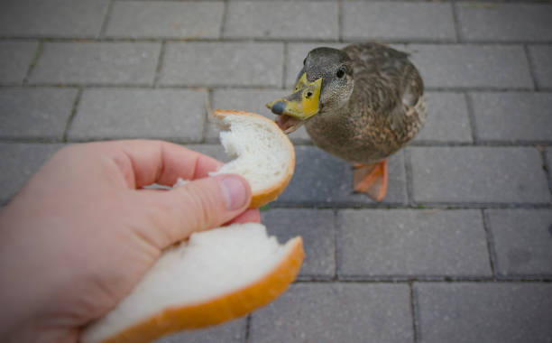 istock mallard in city park 1018472072