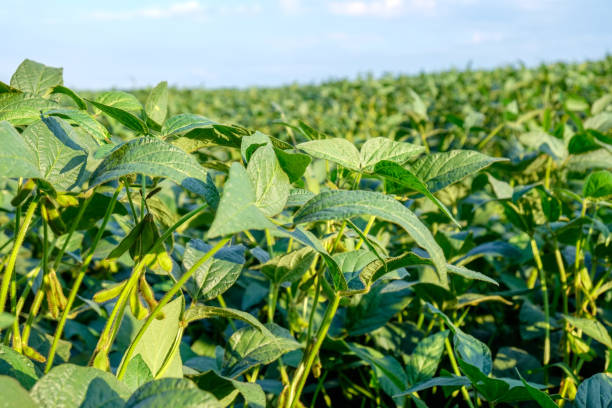 istock Field of green young growing soybeans. 1018472344