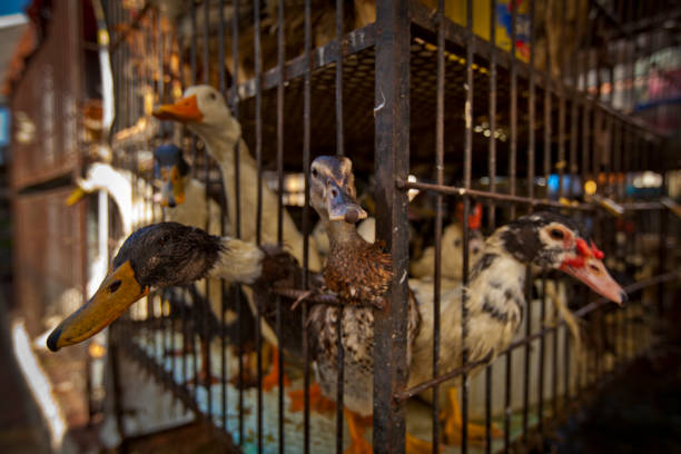 Belém, PA, Brazil - October 9th, 2013: Ducks for sale on the Ver-o-Peso municipal market. The duck on 'tucupi' is a very popular dish in Belém, wich is the gastronomic capital of the Amazon region.
