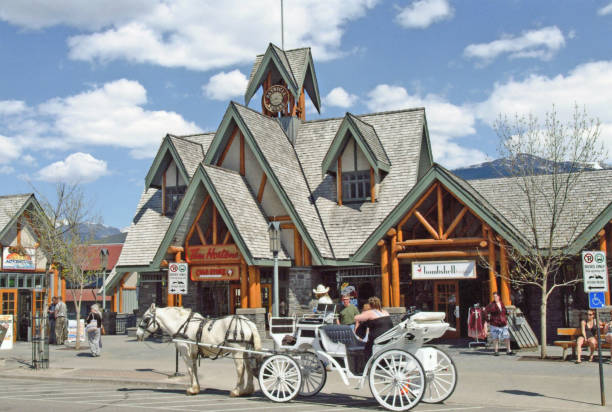 This is the view from the driver's seat of a team of horses pulling a chuckwagon. Four racing thoroughbred horses are a very powerful engine on the front of a wooden wagon.