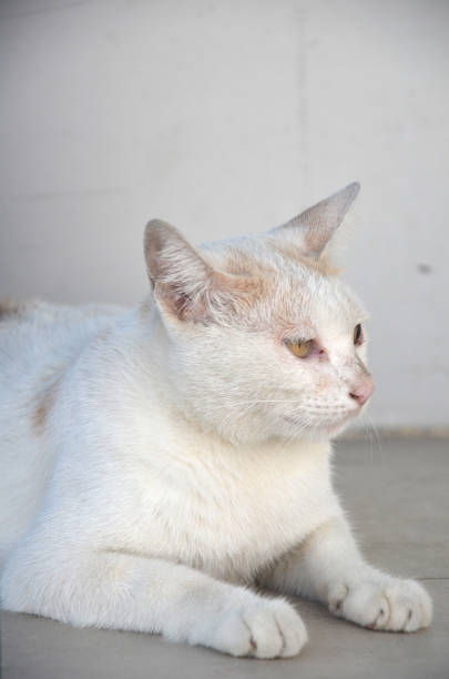 istock Portrait of cute white cat 1018488282