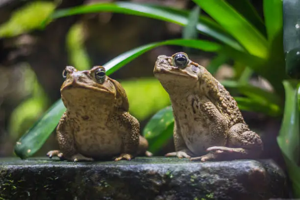 Two cane toads (giant neotropical toads) standing in aquarium in Berlin (Germany).