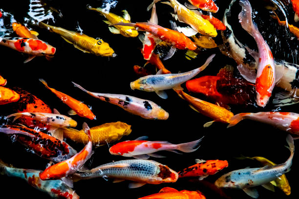 istock Colorful fish or carp or fancy carp 1018488658