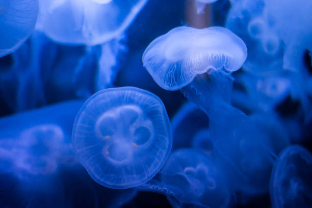 istock Moon jellyfish in aquarium in Berlin, blue light 1018492850
