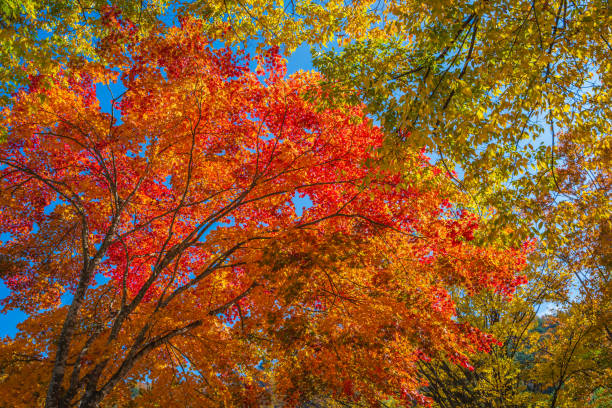 istock Japan Maple leaf in Autumn Season 1018493094