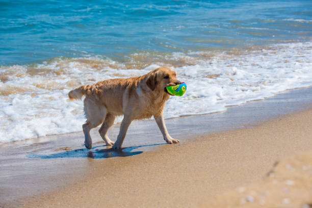 istock Golden Retrieverr  play 1018495838