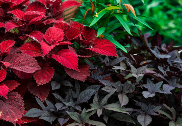 istock A bright corner of the garden 1018495910