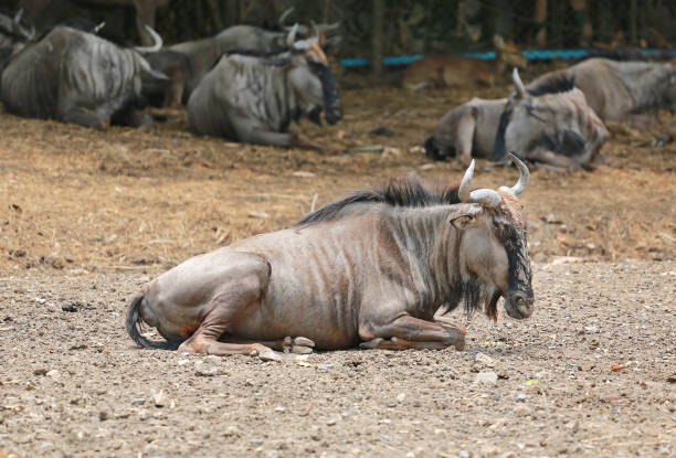 istock Wildebeest (Connochaetes taurinus) in thailand zoo. 1018503142