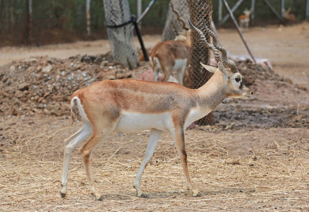 istock Blackbuck deer (Antilope cervicapra) in zoo. 1018503308