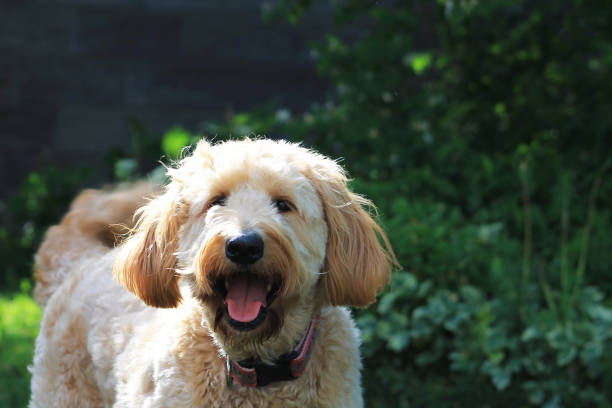 istock Goldendoodle outdoors. 1018505716