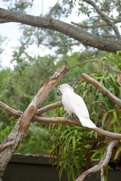 istock Salmon-crested cockatoo 1018505926