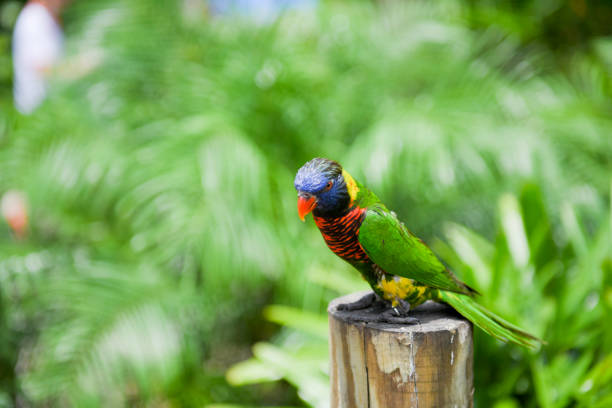 istock Lorie rainbow lorikeet parrot bird 1018508396