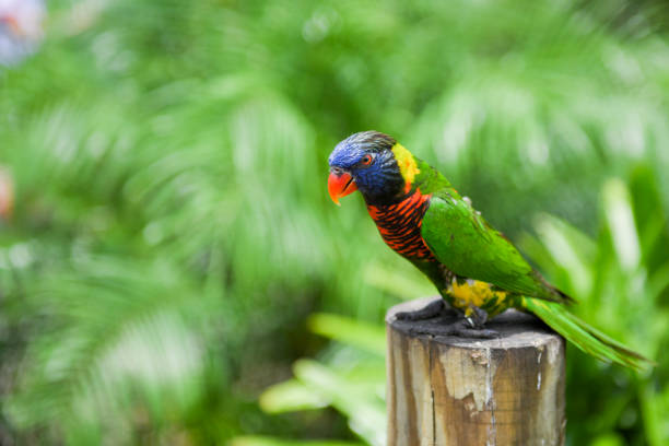 istock Lorie rainbow lorikeet parrot bird 1018508526