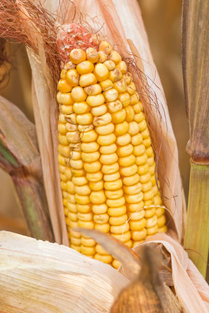 수확에 대 한 줄기 준비에 옥수수의 귀를의 근접 촬영 보기 - corn on the cob corn dry dried food 뉴스 사진 이미지