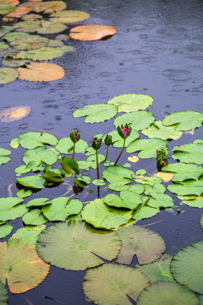 istock Nymphaea L water lily blooming in summer under rain 1018511506